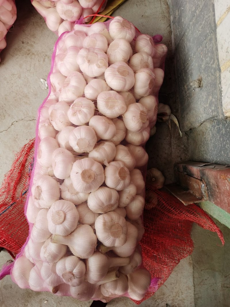 山东苍山大蒜大量供应量大从优四六瓣白皮大蒜欢迎来电咨询