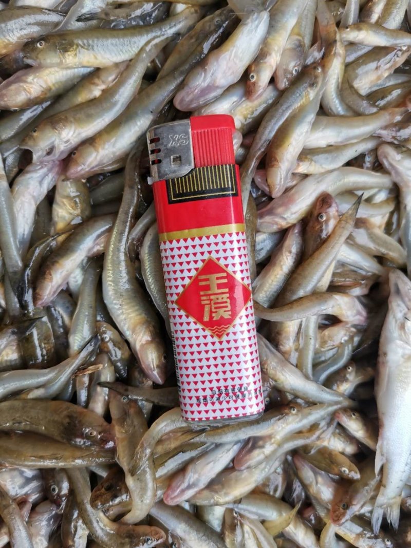 杀鲫鱼