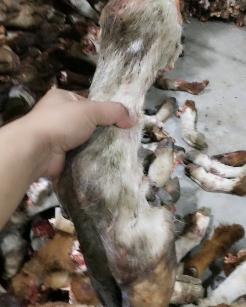 内蒙古锡林郭勒盟草地牛蹄，实图拍摄，大量现货，便宜出。