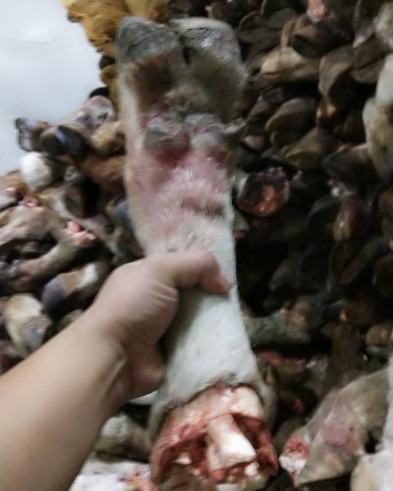 内蒙古锡林郭勒盟草地牛蹄，实图拍摄，大量现货，便宜出。
