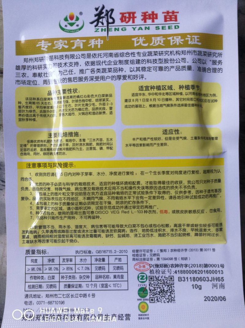 黄尚皇红心彩色大白菜，营养丰富生育期65天