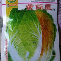 黄尚皇红心彩色大白菜，营养丰富生育期65天