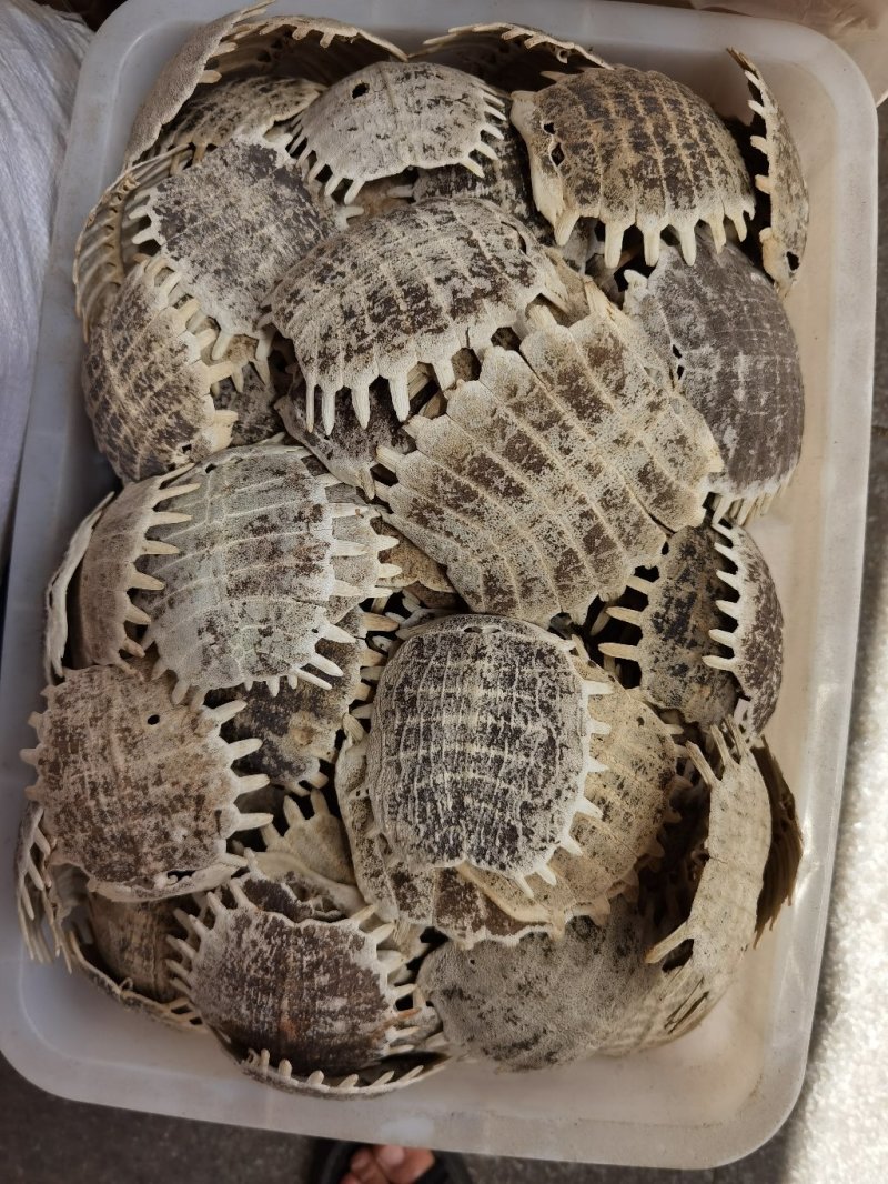 鳖甲制鳖甲醋鳖甲正品无下甲可供实体店批发零售
