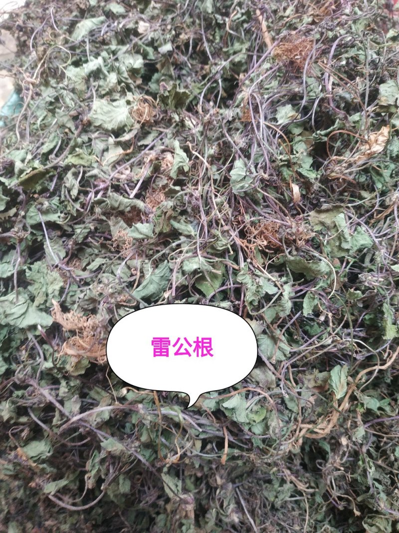 积雪草～雷公根～颜色青绿19～颜色没那绿16量大优惠～
