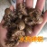 蝉蜕虫退水洗无泥无沙正品质量保证可供批发零售