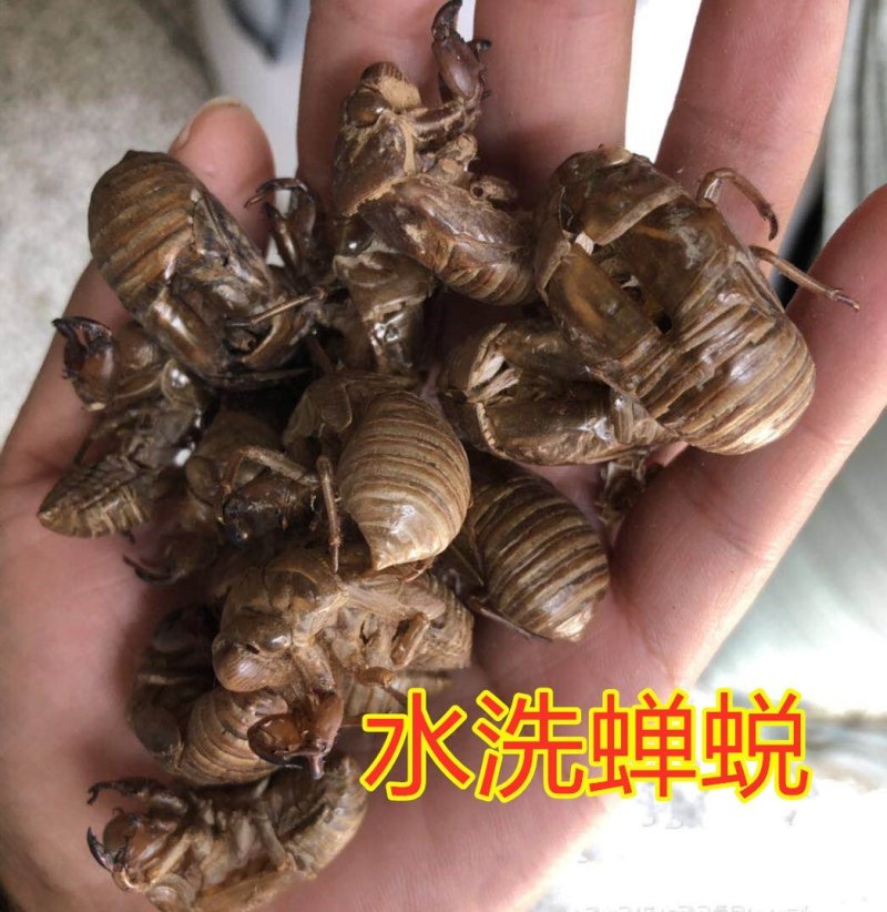 蝉蜕虫退水洗无泥无沙正品质量保证可供批发零售