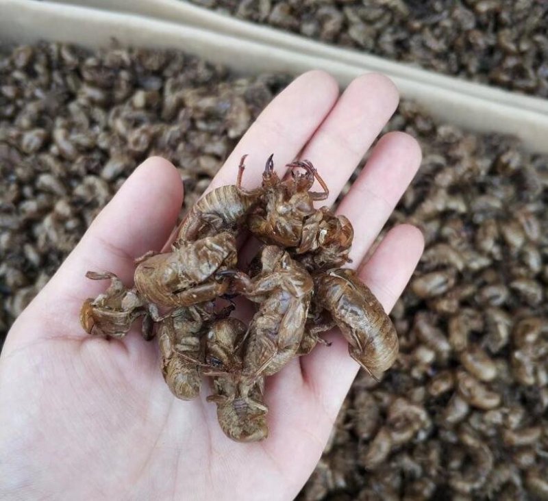 蝉蜕虫退水洗无泥无沙正品质量保证可供批发零售