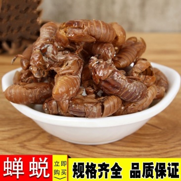蝉蜕虫退水洗无泥无沙正品质量保证可供批发零售