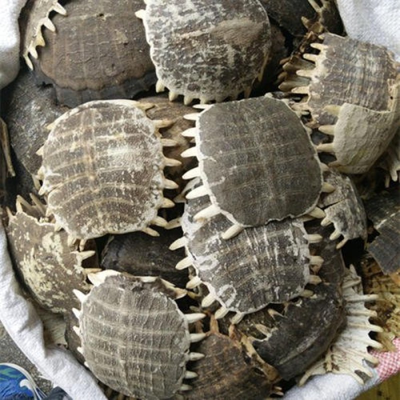 鳖甲制鳖甲醋鳖甲正品无下甲可供实体店批发零售