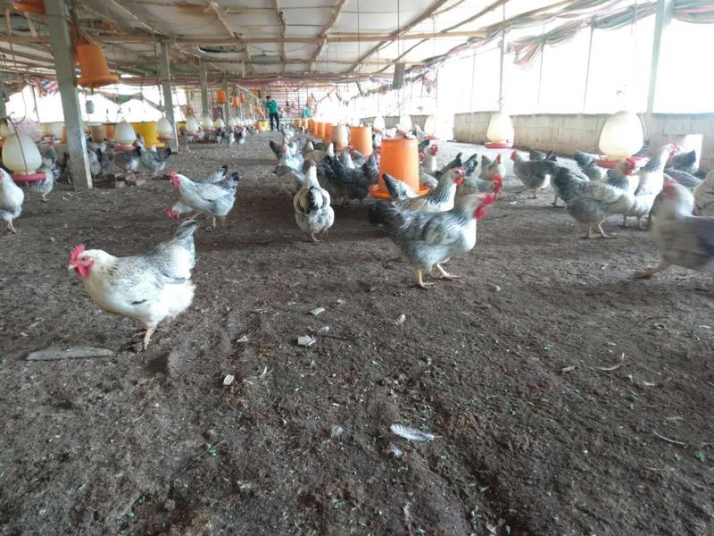 白芦花鸡项肉质鲜美，产场在玉林，支持全国发货