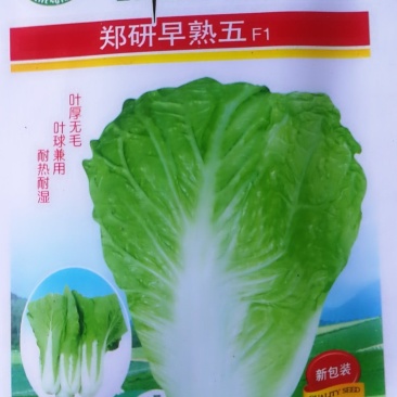早熟五快菜，叶厚无毛叶球兼用耐热耐湿。