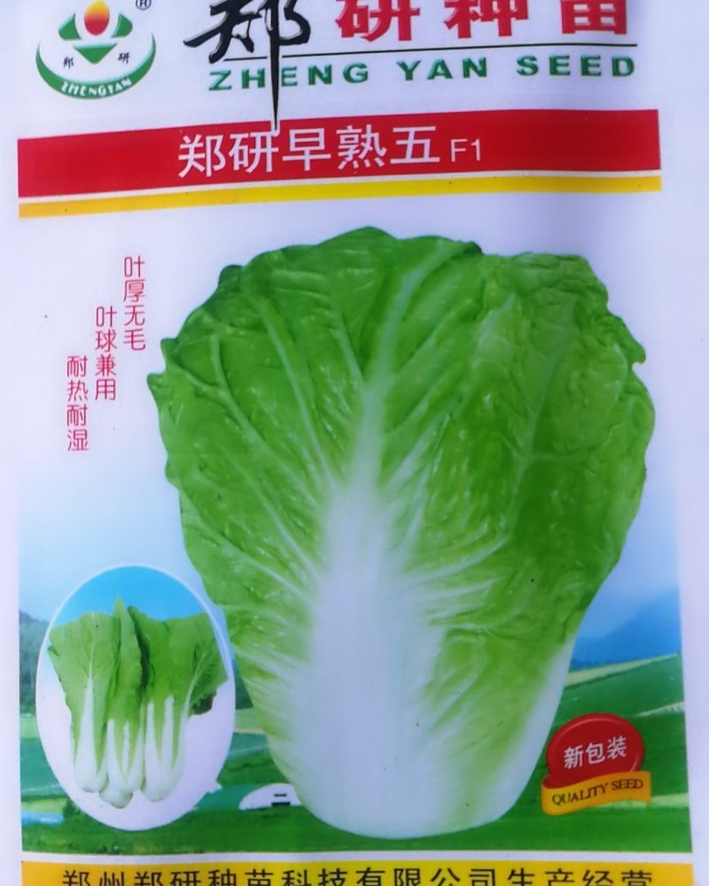 早熟五快菜，叶厚无毛叶球兼用耐热耐湿。