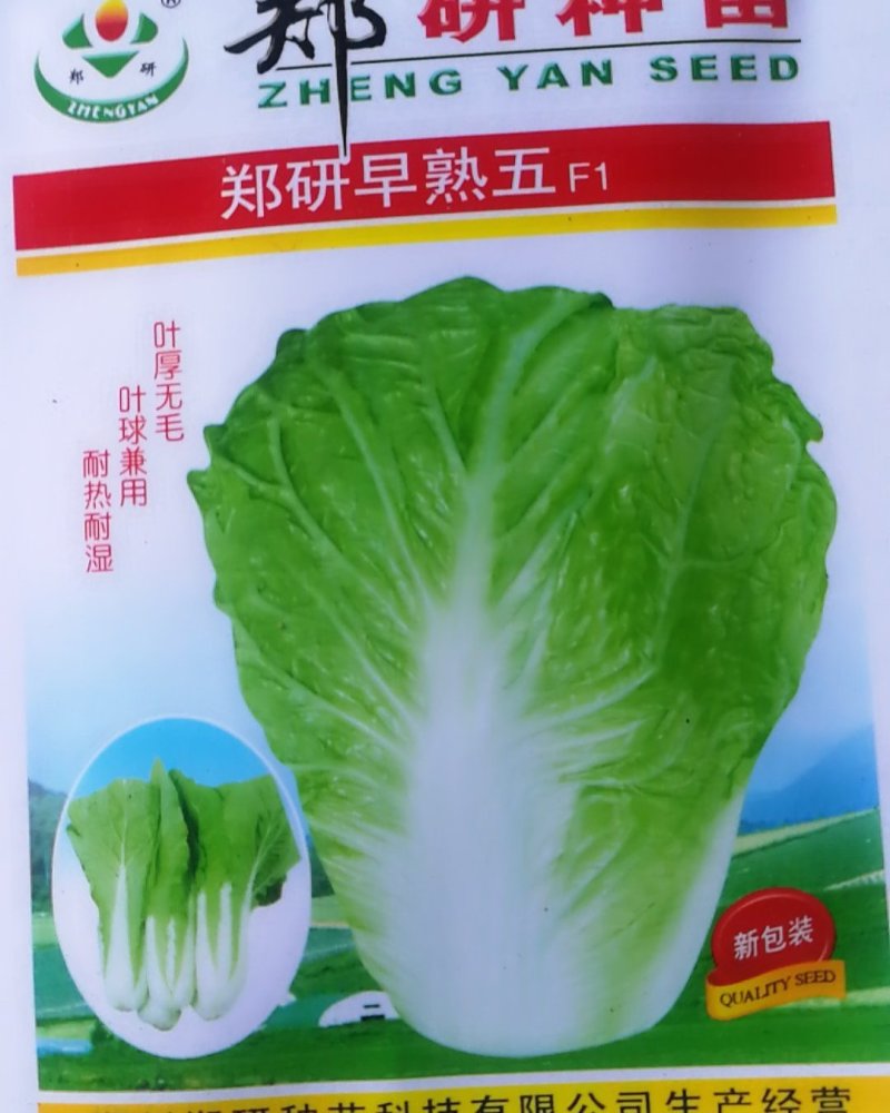 早熟五快菜，叶厚无毛叶球兼用耐热耐湿。
