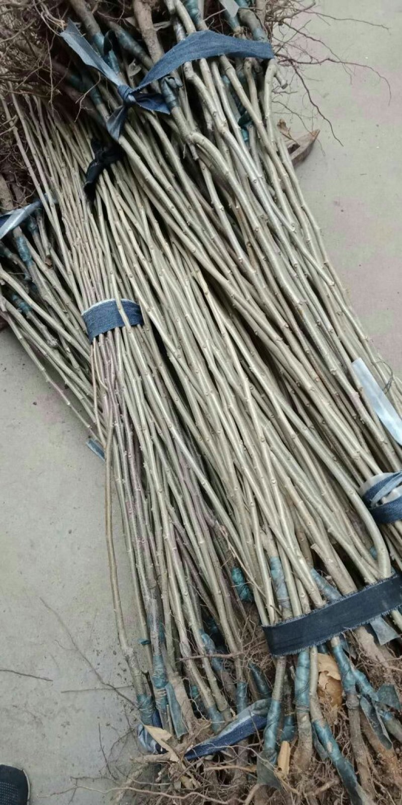 大红袍，九家种，泰山薄壳，锥栗，沂蒙短枝，石丰，青毛软刺