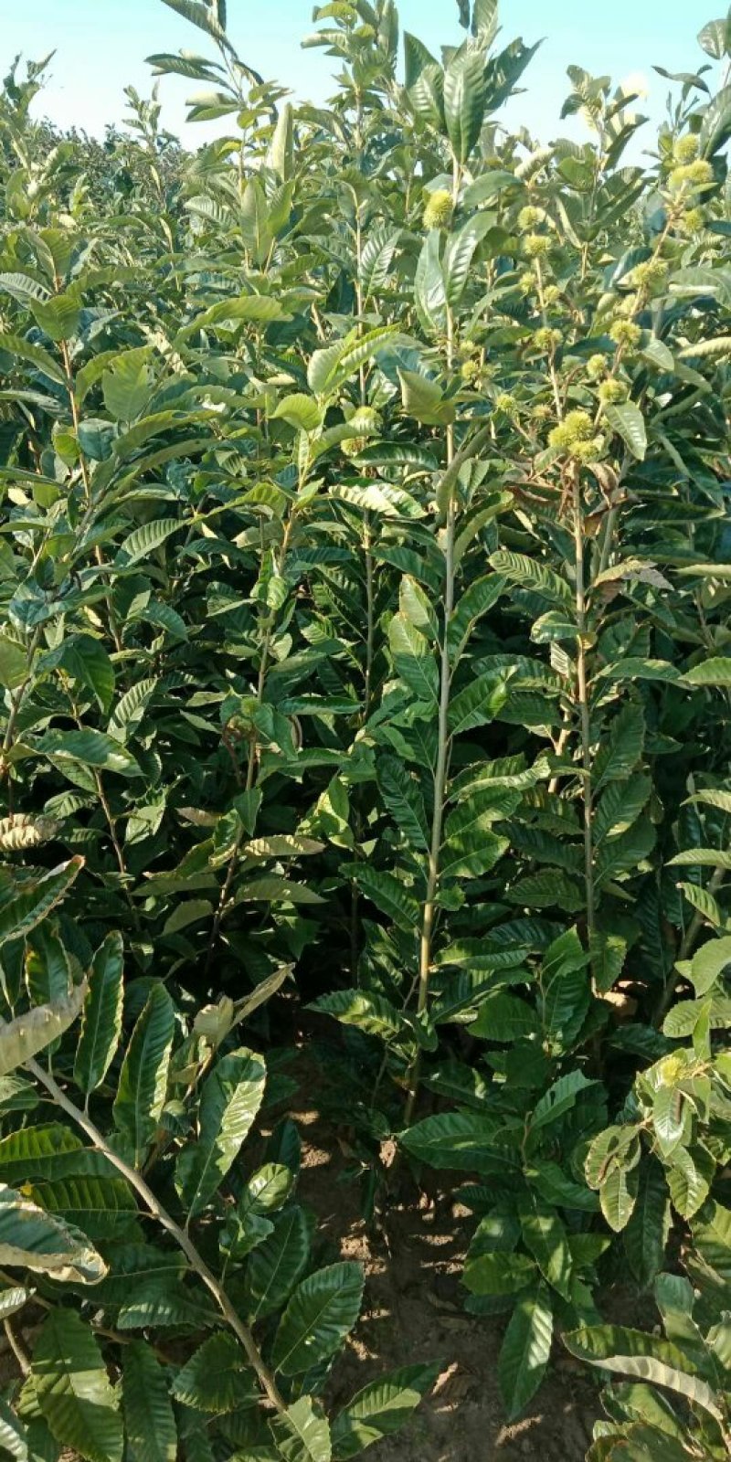 大红袍，九家种，泰山薄壳，锥栗，沂蒙短枝，石丰，青毛软刺