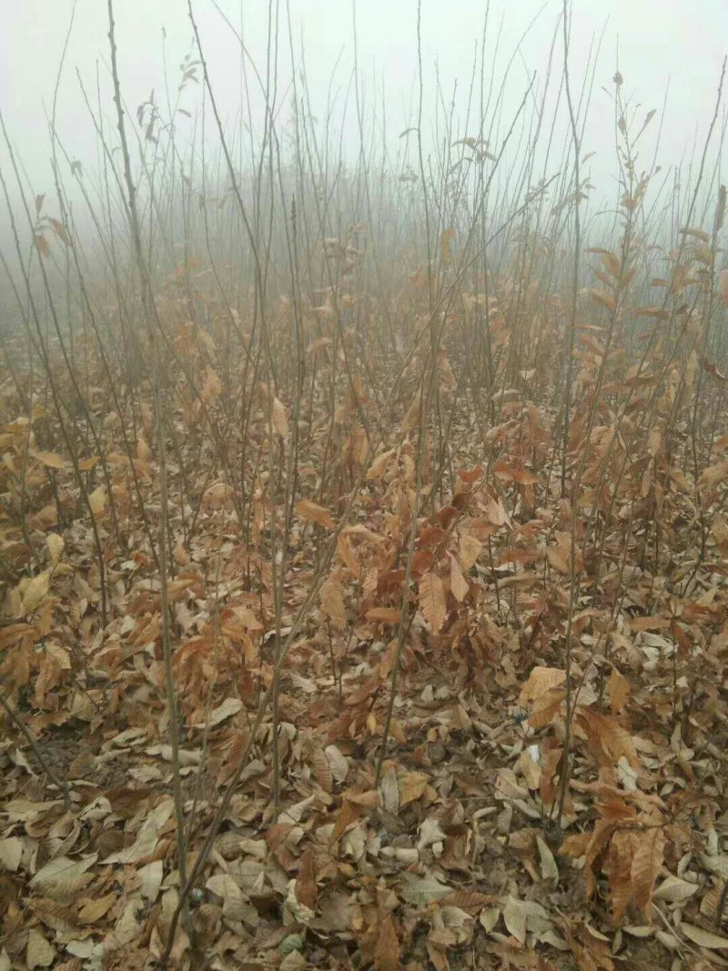 大红袍，九家种，泰山薄壳，锥栗，沂蒙短枝，石丰，青毛软刺