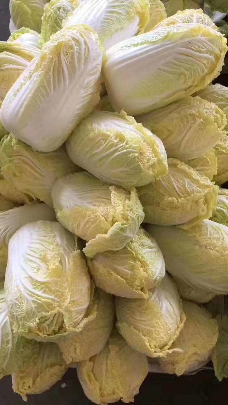 大白菜产地直发，可视屏看货