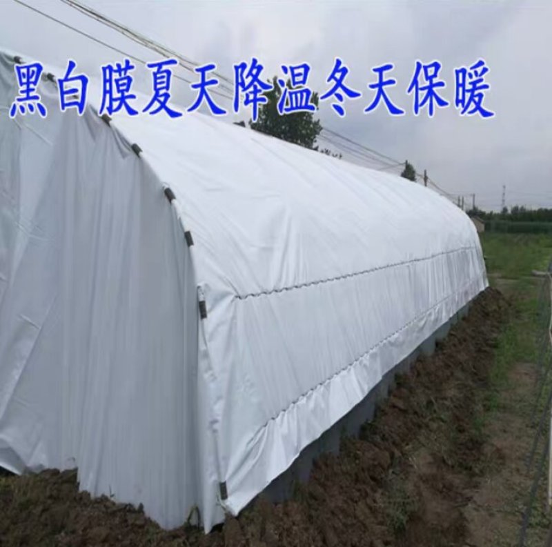 黑白膜养殖大棚冬暖夏凉隔热膜优惠价已让利民
