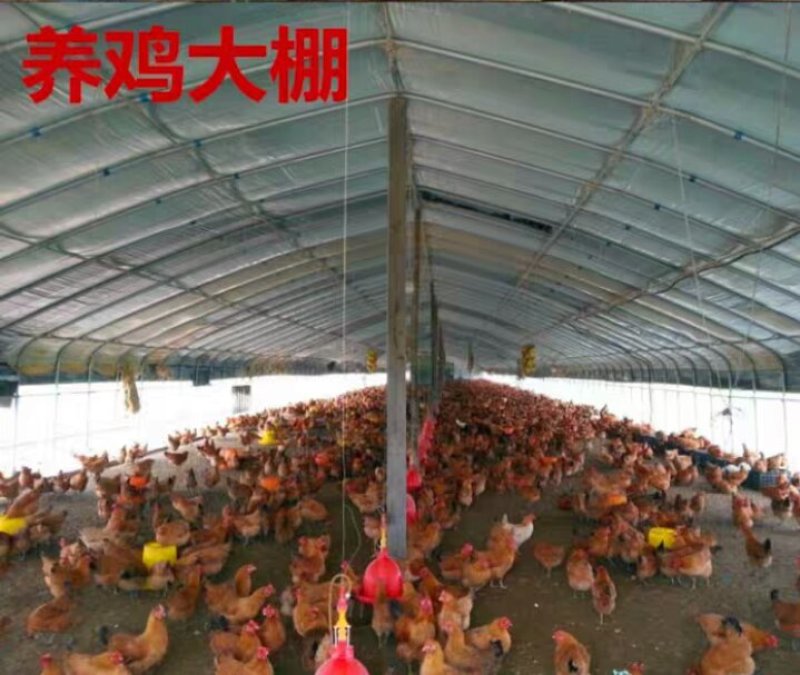 黑白膜养殖大棚冬暖夏凉隔热膜优惠价已让利民