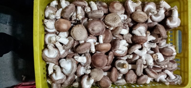鲜香菇