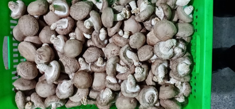 鲜香菇