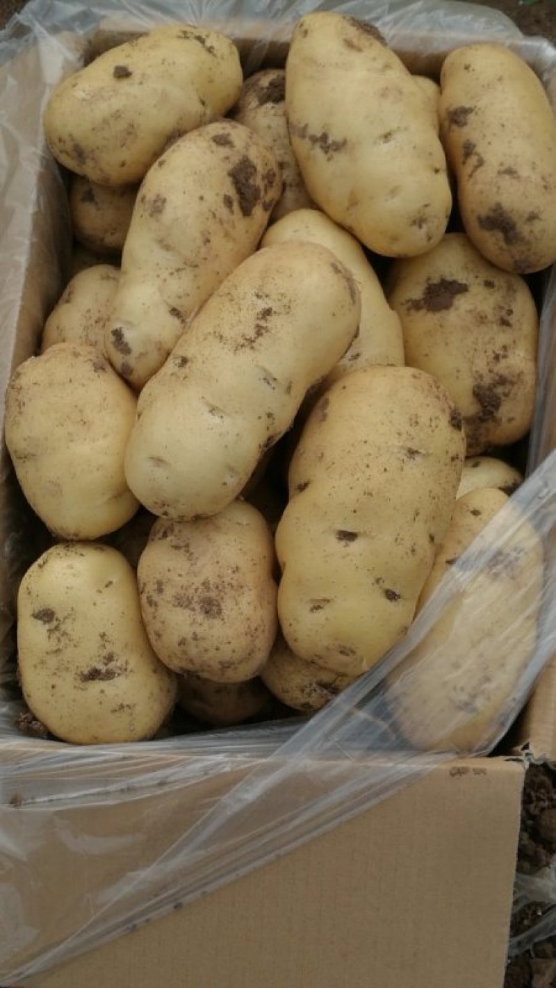 大量供应荷兰十五土豆