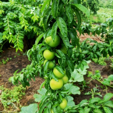 青脆李，四月脆，现摘现发，精品包装，高质量