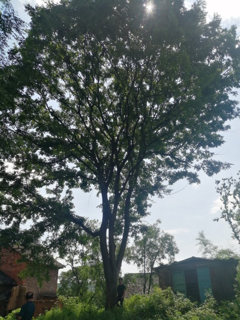 皂角树