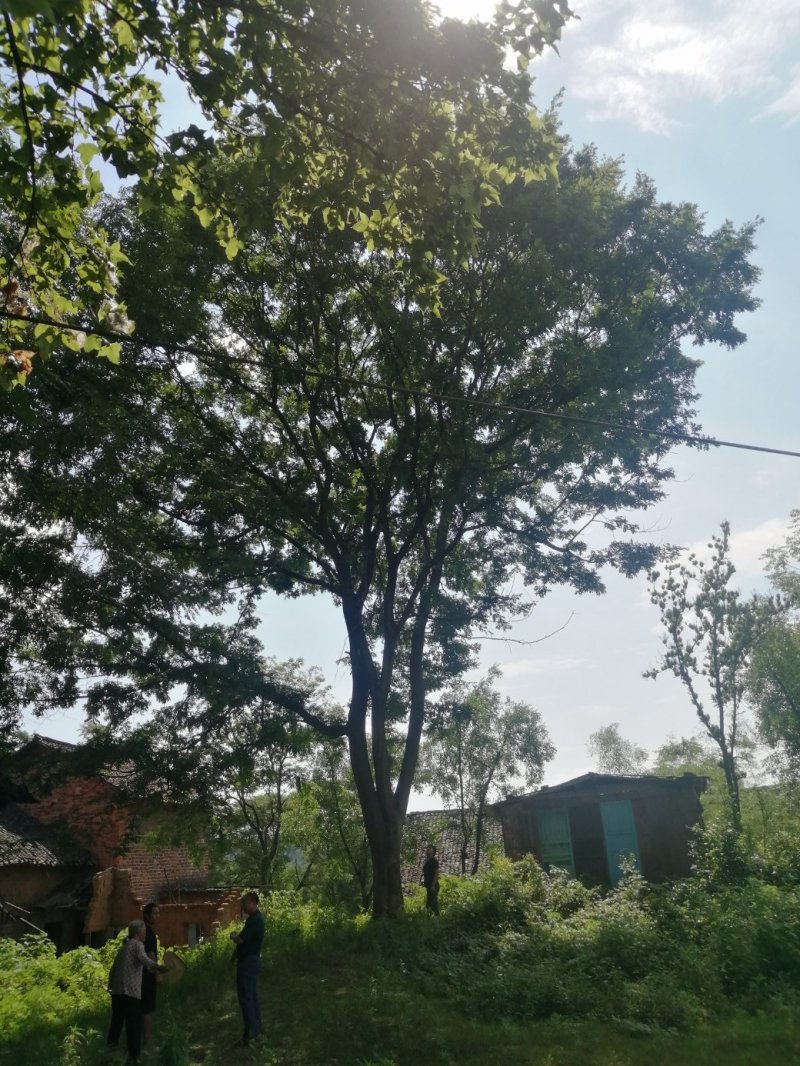 皂角树