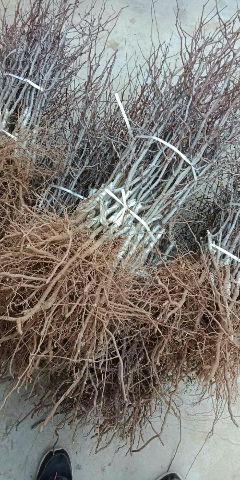 蟠枣，台湾大青枣，沾化二代冬枣，梨枣，蜜枣，子弹枣，脆玉