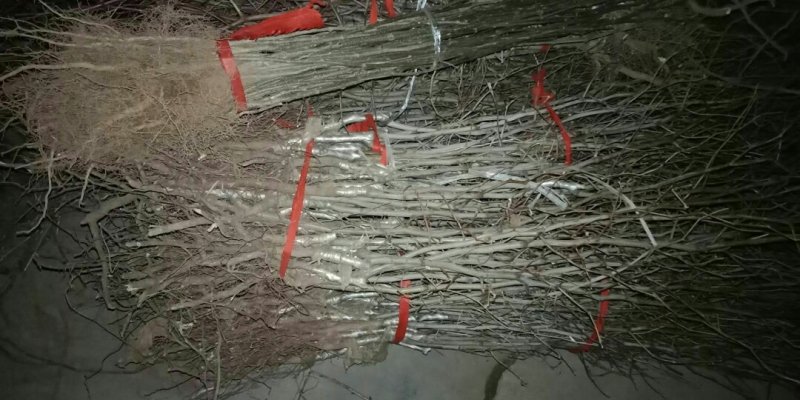 蟠枣，台湾大青枣，沾化二代冬枣，梨枣，蜜枣，子弹枣，脆玉
