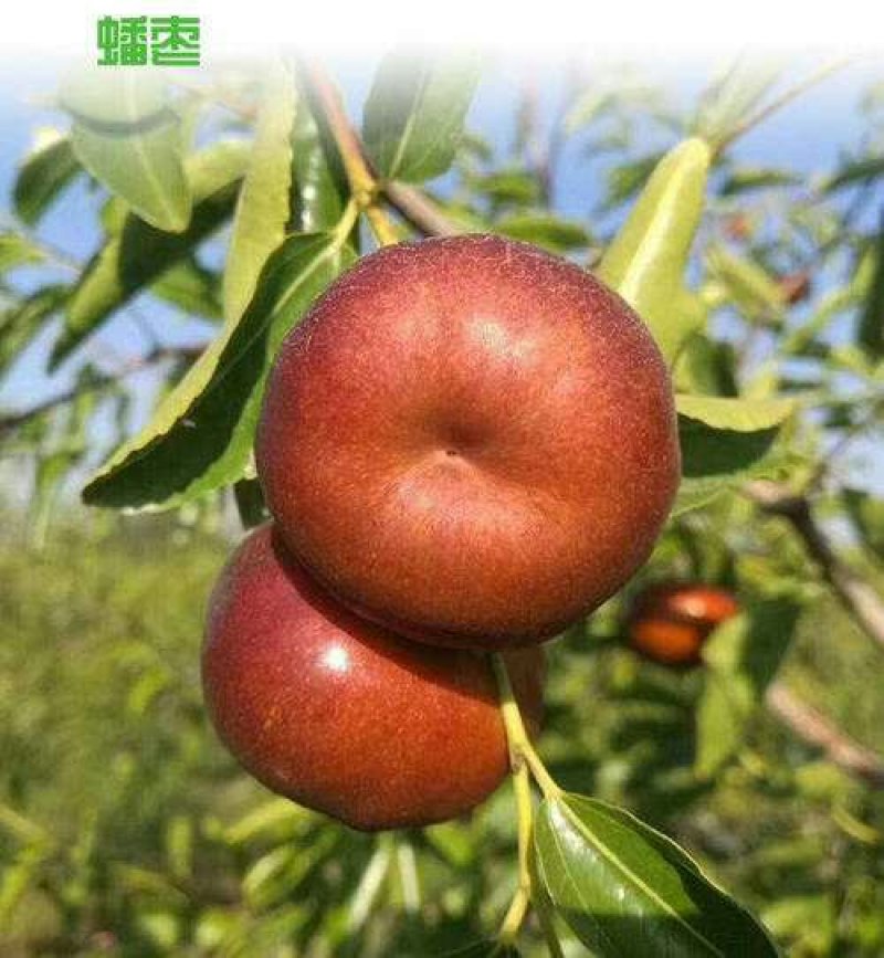 蟠枣，台湾大青枣，沾化二代冬枣，梨枣，蜜枣，子弹枣，脆玉