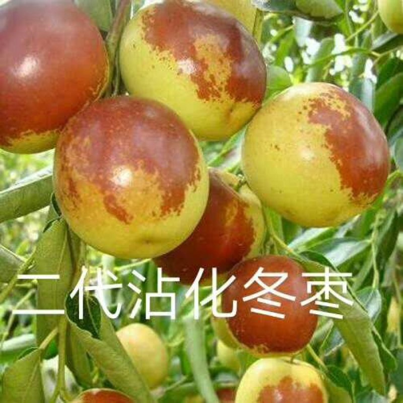 蟠枣，台湾大青枣，沾化二代冬枣，梨枣，蜜枣，子弹枣，脆玉