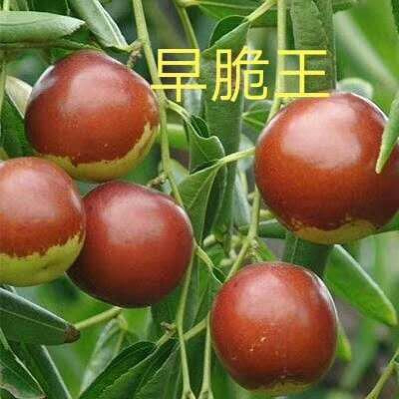 蟠枣，台湾大青枣，沾化二代冬枣，梨枣，蜜枣，子弹枣，脆玉