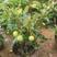 【矮化盆栽苹果苗】嫁接苗当年结果苗根系发达苗南北方种植