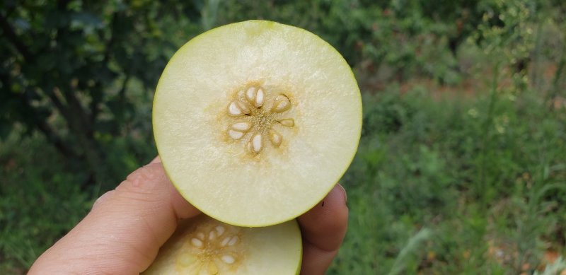攀枝花早白蜜丁香梨欢迎对接专业产地代办口感脆甜化渣