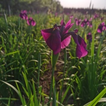 紫花鸢尾耐寒抗旱地被草花鸢尾花价格合理