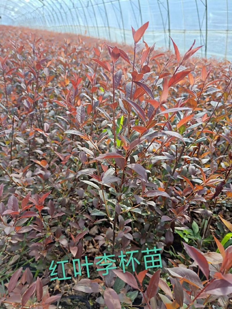 红叶榆叶梅彩叶绿篱苗价格合理实地看苗订购