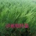 红叶榆叶梅彩叶绿篱苗价格合理实地看苗订购