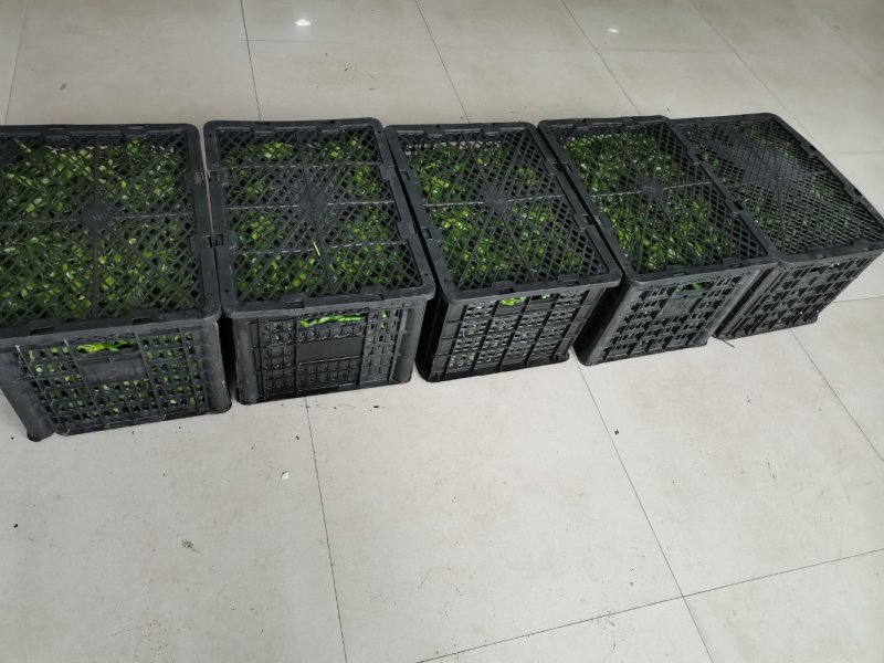 余干辣椒～皮薄肉厚辣嘴不辣心质量保证欢迎来电咨询