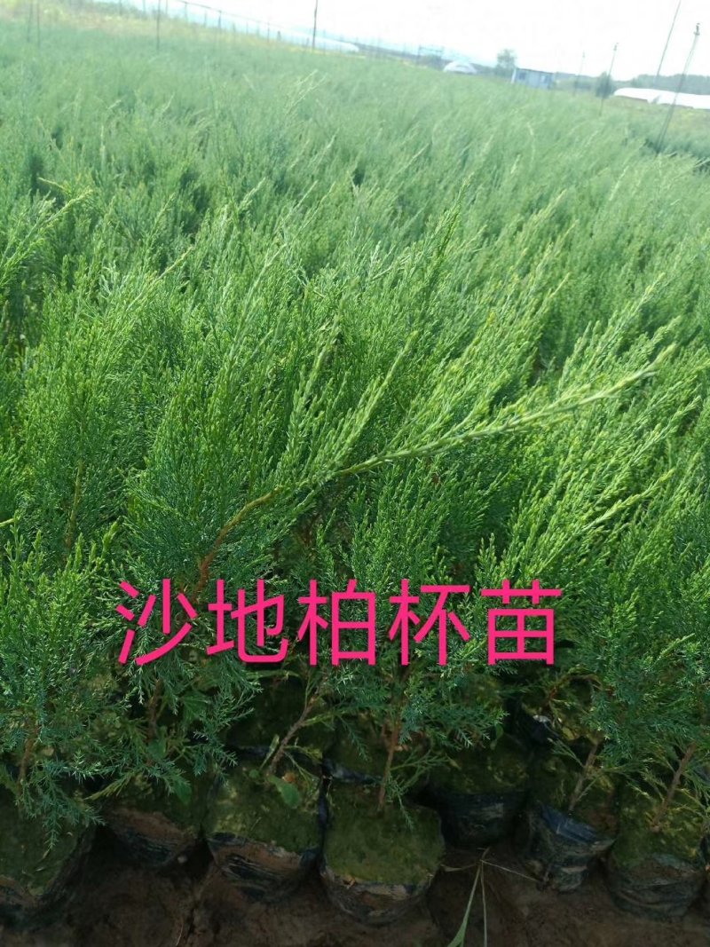 偃柏杯苗偃柏树苗常青松柏类耐寒绿化树种实地看苗