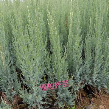 偃柏杯苗偃柏树苗常青松柏类耐寒绿化树种实地看苗