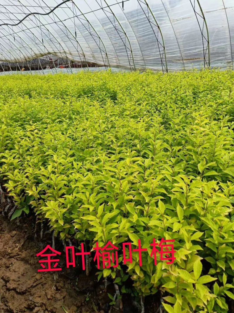 红叶李容器苗彩叶绿篱苗密枝红叶李实地看苗订购