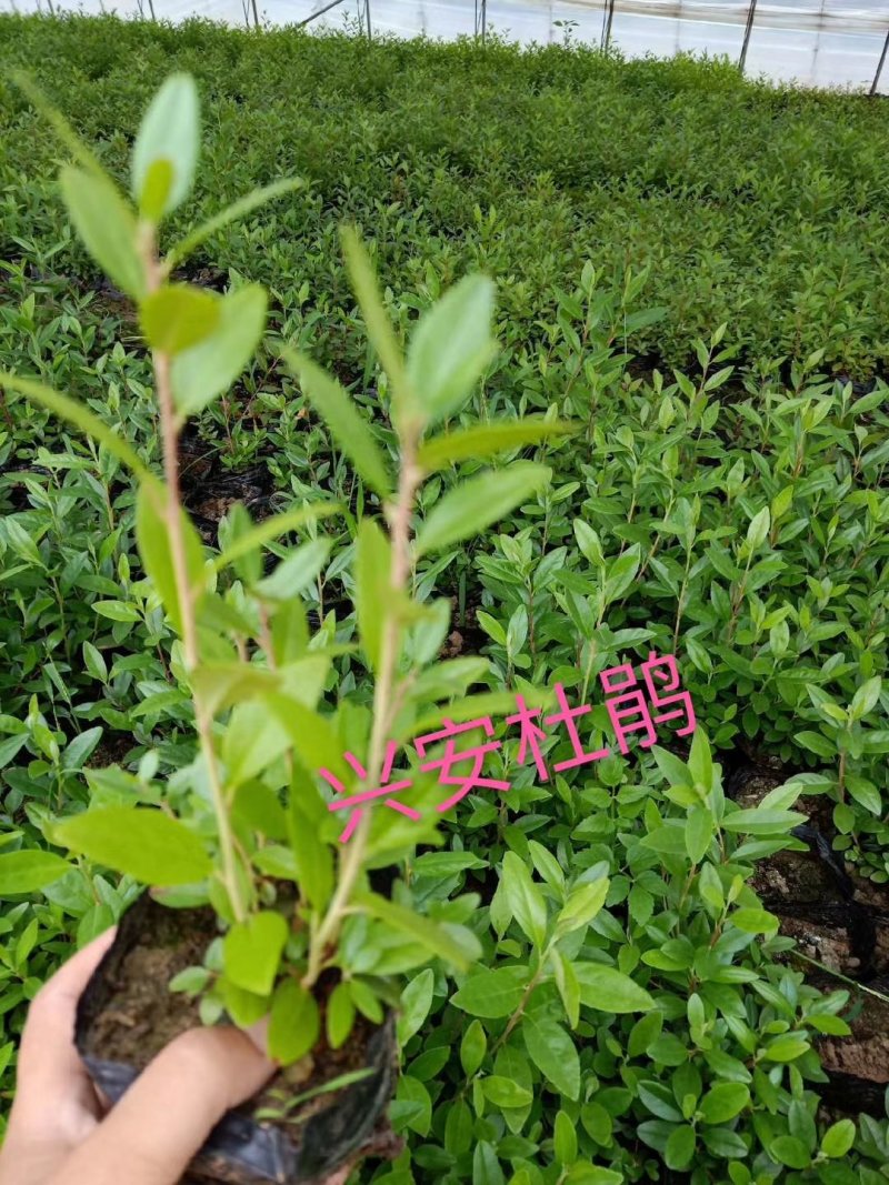 红叶李容器苗彩叶绿篱苗密枝红叶李实地看苗订购