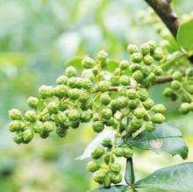 青花椒大量上市对接商超、微商和平台，可按需分装，提供代发