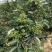 青花椒大量上市对接商超、微商和平台，可按需分装，提供代发