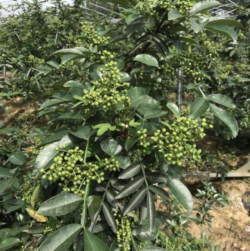 青花椒大量上市对接商超、微商和平台，可按需分装，提供代发