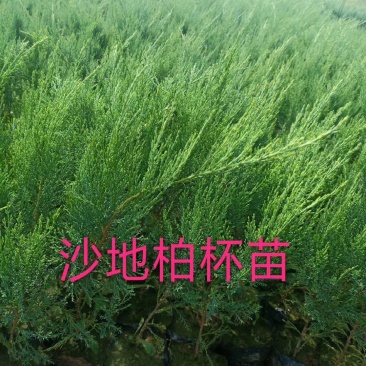 沙地柏杯苗常青绿化带树苗铺地柏实地看苗订购