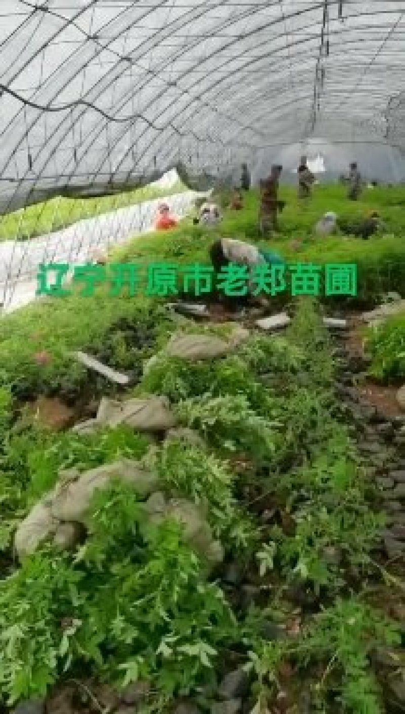 鸡心果容器苗锦绣海棠树苗矮化鸡心果耐寒果树