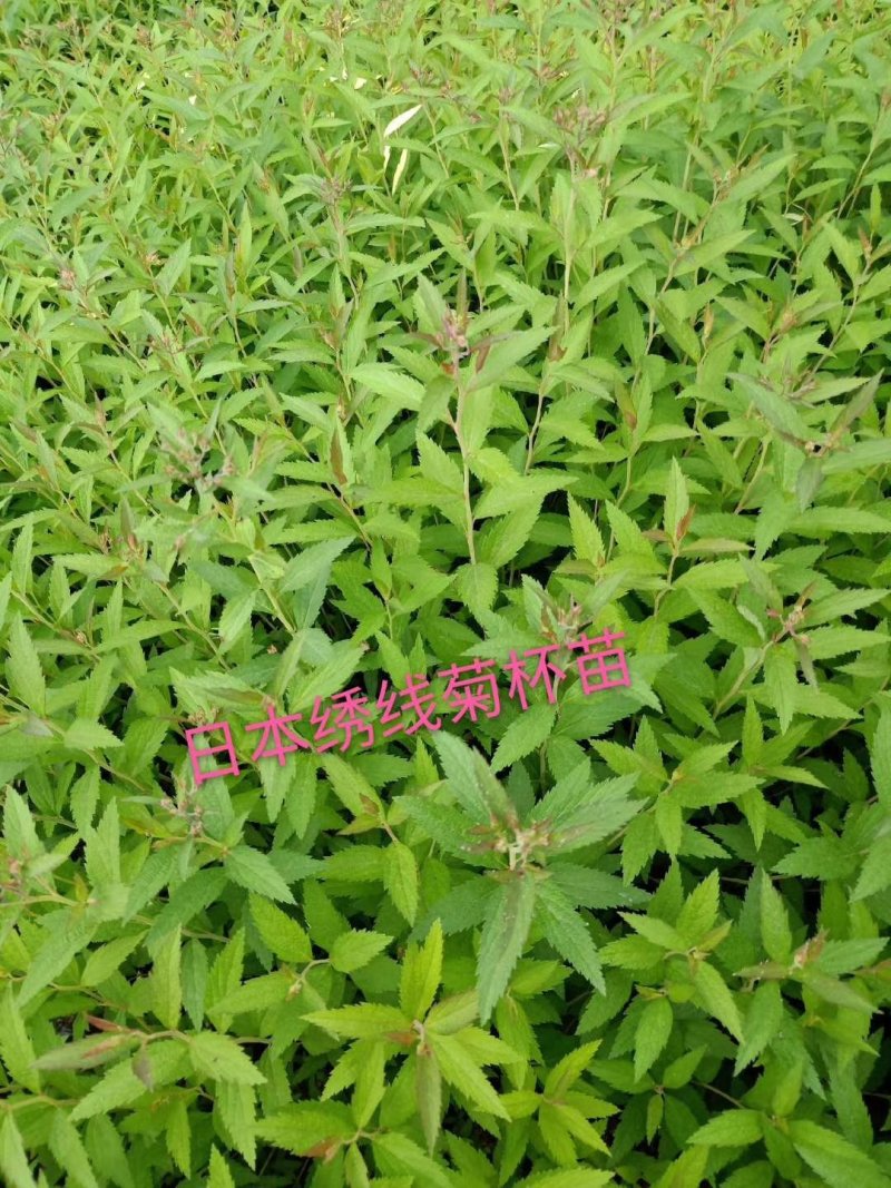 鸡心果容器苗锦绣海棠树苗矮化鸡心果耐寒果树